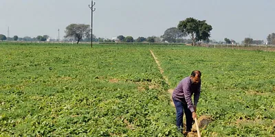 A farmer works in a potato field. Photo: Ismat Ara/The Wire