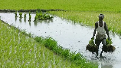 Representative image of paddy field in Telangana. Photo: Wikimedia Commons/Meera'rah CC BY-SA 4.0.